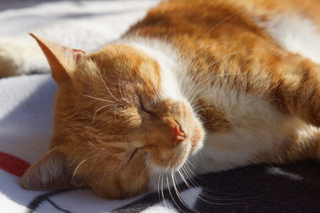 夢占い猫の夢19種 怪我してると運気の低下 助けると他者との衝突 夢占い辞典 無料夢診断サイト