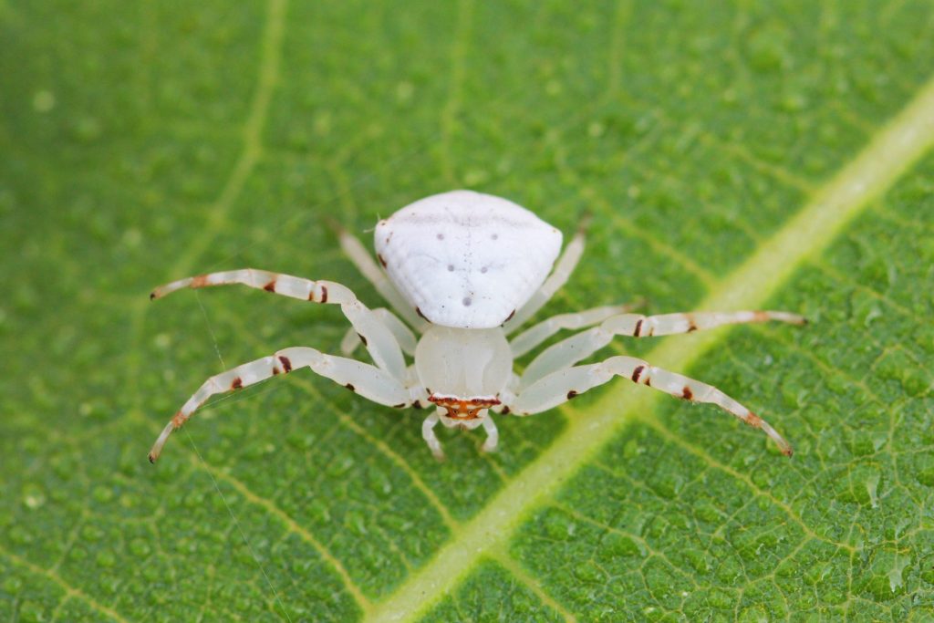 驚くばかり白い 小さい 蜘蛛 美しい花の画像