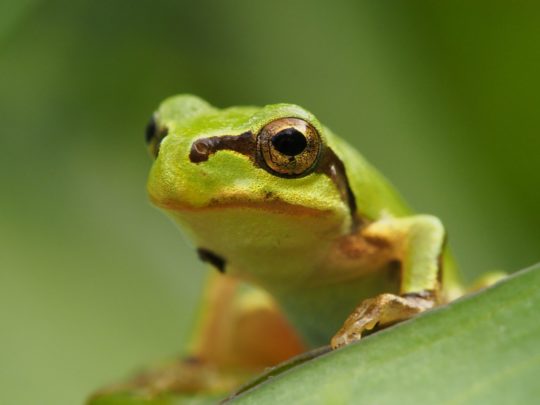 夢占いカエルの夢14種 緑色のかえるは健康運アップ 泳ぐは吉夢 夢占い辞典 無料夢診断サイト