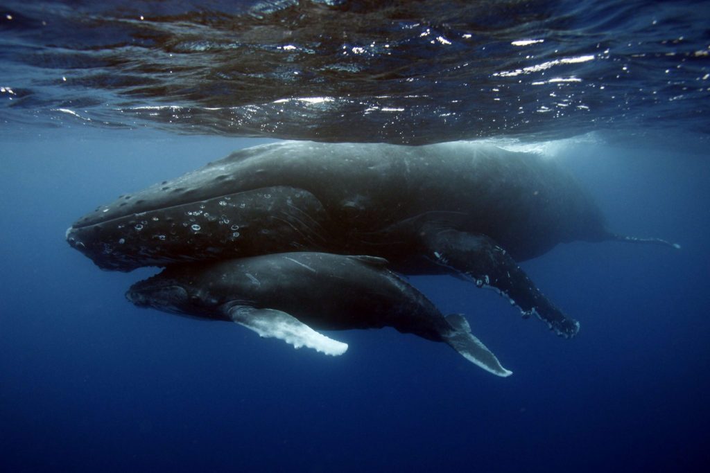 夢占いクジラの夢11種 鯨が空を飛ぶ くじらを助けると運気アップ 夢占い辞典 無料夢診断サイト